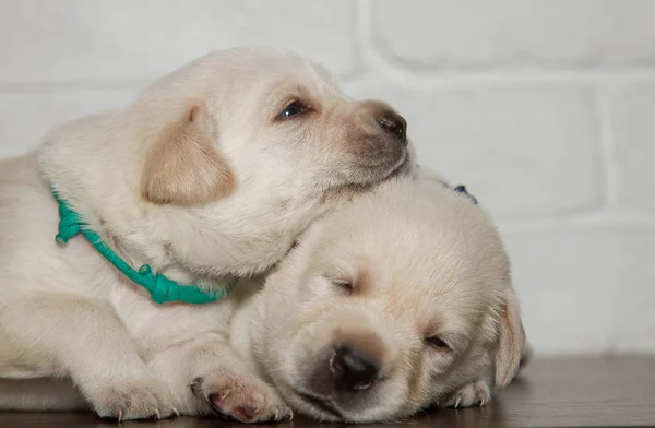 Cachorros Labrador Sobre Fondo Pared Ladrillo Blanco Cerca —  Fotos de Stock