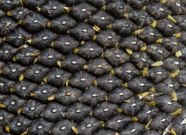 ay çekirdekleri yakın plan