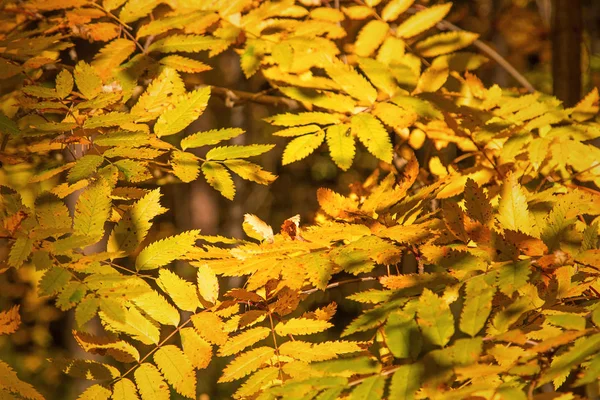 Rowan Branches Bright Yellow Leaves — Stock Photo, Image