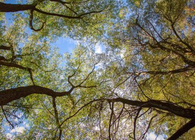 Ağaçlar mavi gökyüzüne karşı kron