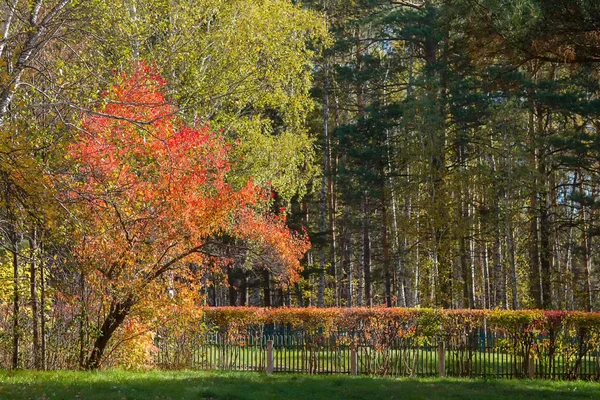 Jasne Piękne Drzewa Parku — Zdjęcie stockowe