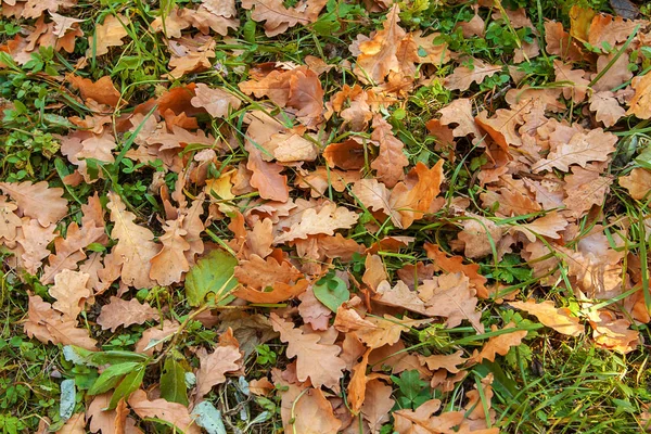 Autumn Yellow Oak Leaves Green Grass — Stock Photo, Image