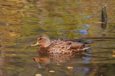 Gölet üzerinde yaban ördeği