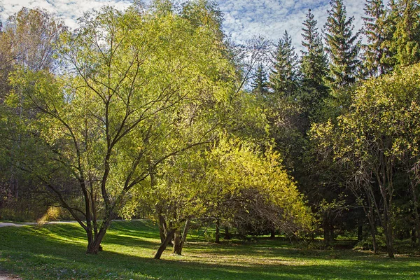 Herfst Park Met Gele Bomen Achtergrond Van Een Blauwe Hemel — Stockfoto
