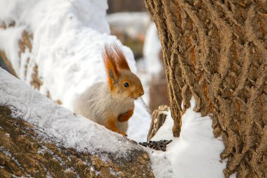 Bir ağaç gövdesi ile kar pul tohumları ile oturan orman sincap