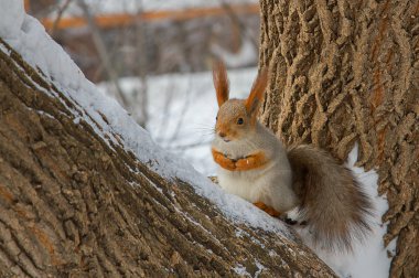 Bir ağaç gövdesi ile kar pul tohumları ile oturan orman sincap