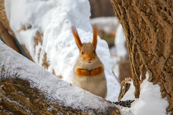 Bir ağaç gövdesi ile kar pul tohumları ile oturan orman sincap
