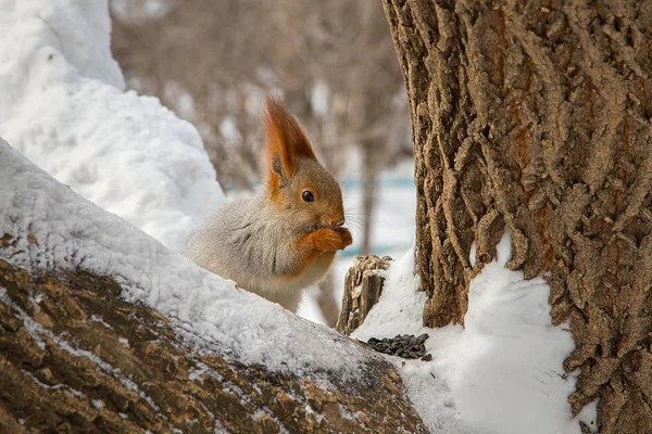 Bir ağaç gövdesi ile kar pul tohumları ile oturan orman sincap