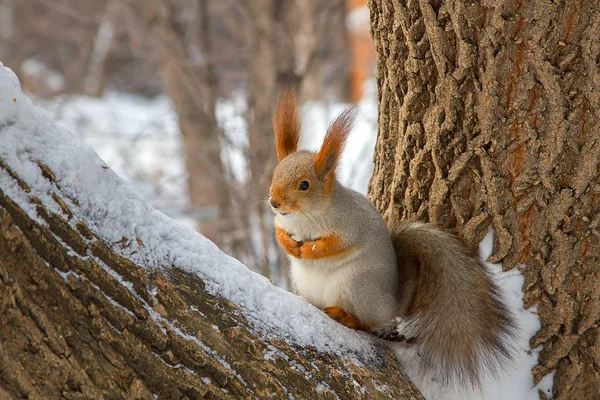 Forest Squirrel Sitting Tree Trunk Snow Flakes Seeds — Stock Photo, Image
