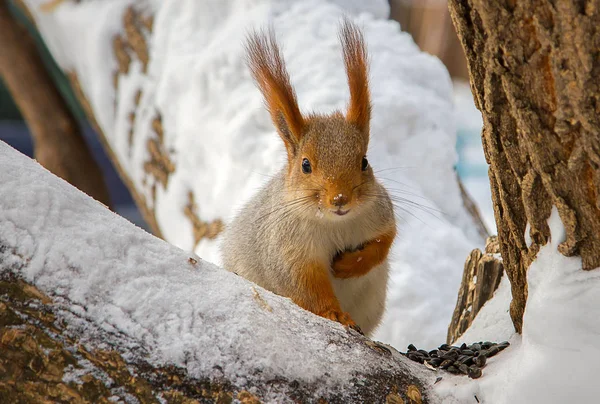 Bir ağaç gövdesi ile kar pul tohumları ile oturan orman sincap