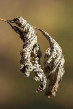 Arka plan bulanık akçaağaç yaprakları yakın çekim solmuş