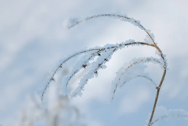 Stengel Van Plant Gebogen Onder Het Gewicht Van Sneeuw — Stockfoto