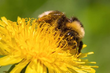 Bumble bee sarı karahindiba çiçek