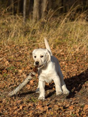 Annesi ile sonbahar ormanda bir yürüyüşe Labrador köpek yavrusu