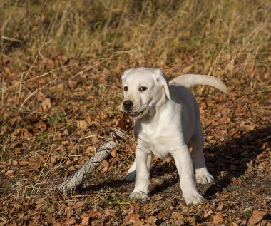 Annesi ile sonbahar ormanda bir yürüyüşe Labrador köpek yavrusu