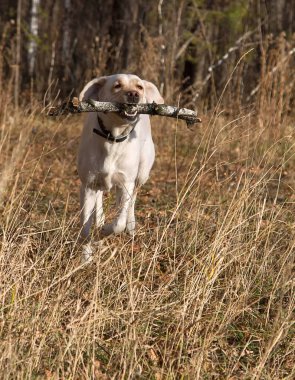 Annesi ile sonbahar ormanda bir yürüyüşe Labrador köpek yavrusu