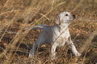 Annesi ile sonbahar ormanda bir yürüyüşe Labrador köpek yavrusu