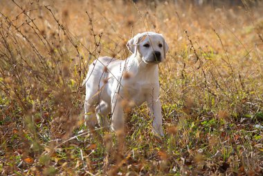 Annesi ile sonbahar ormanda bir yürüyüşe Labrador köpek yavrusu