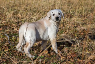 Annesi ile sonbahar ormanda bir yürüyüşe Labrador köpek yavrusu
