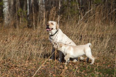 Annesi ile sonbahar ormanda bir yürüyüşe Labrador köpek yavrusu