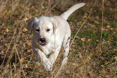 Annesi ile sonbahar ormanda bir yürüyüşe Labrador köpek yavrusu