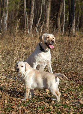 Annesi ile sonbahar ormanda bir yürüyüşe Labrador köpek yavrusu