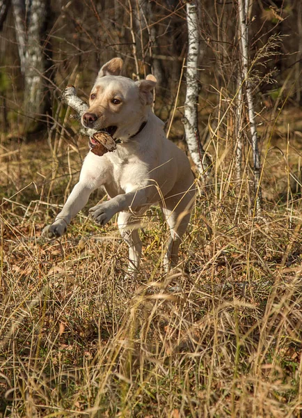 Anjing Labrador Untuk Berjalan Jalan Hutan Musim Gugur Dengan Ibunya — Stok Foto