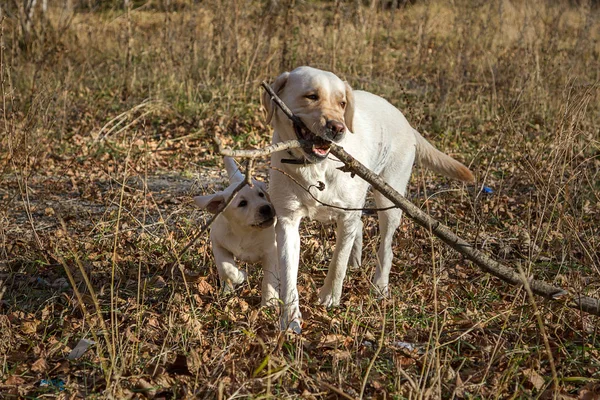 Anjing Labrador Untuk Berjalan Jalan Hutan Musim Gugur Dengan Ibunya — Stok Foto