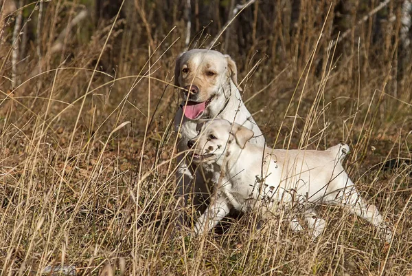 Anjing Labrador Untuk Berjalan Jalan Hutan Musim Gugur Dengan Ibunya — Stok Foto