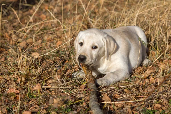 Annesi ile sonbahar ormanda bir yürüyüşe Labrador köpek yavrusu
