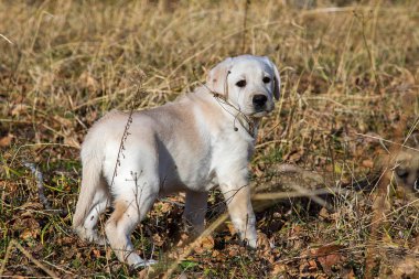 Annesi ile sonbahar ormanda bir yürüyüşe Labrador köpek yavrusu