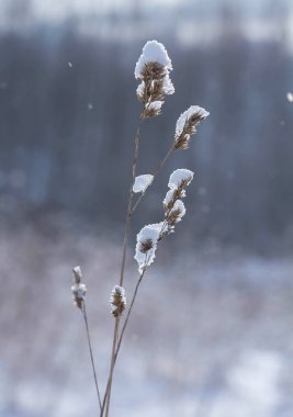 Kış orman karşı bitkinin kök üzerinde kar pul