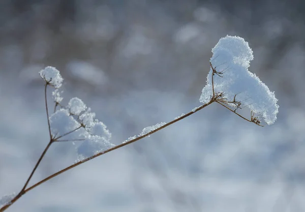 Sneeuwvlokken Stengel Van Plant Tegen Het Winter Forest — Stockfoto