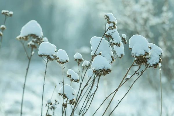 Ξηρά Φυτά Χιόνι Στα Μπουμπούκια Στο Φόντο Του Δάσους Του — Φωτογραφία Αρχείου