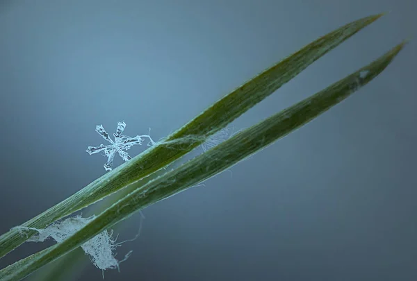 Çam ağaçları yakın çekim üzerinde kar taneleri