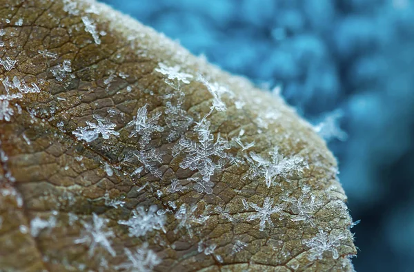 Apple Blad Met Ijs Kristallen Sneeuwvlokken Close Onscherpe Achtergrond — Stockfoto