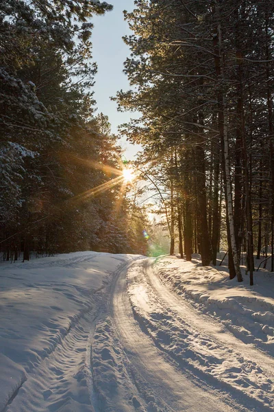 Hermoso Paisaje Invernal Bosque Pinos Contra Cielo Azul Sol Brillante —  Fotos de Stock