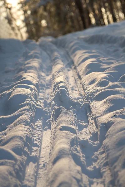Mavi gökyüzü karşı bir çam ormanı içinde kayak parça