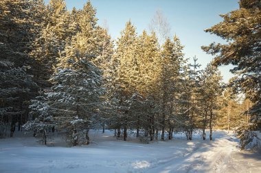 Kış çam ormanı mavi gökyüzü