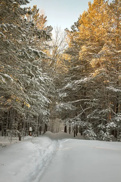 Bosque Pino Invierno Contra Cielo Azul —  Fotos de Stock