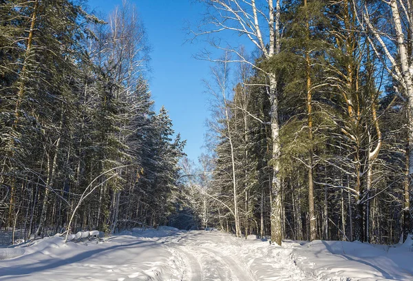 Зимний Сосновый Лес Против Голубого Неба — стоковое фото