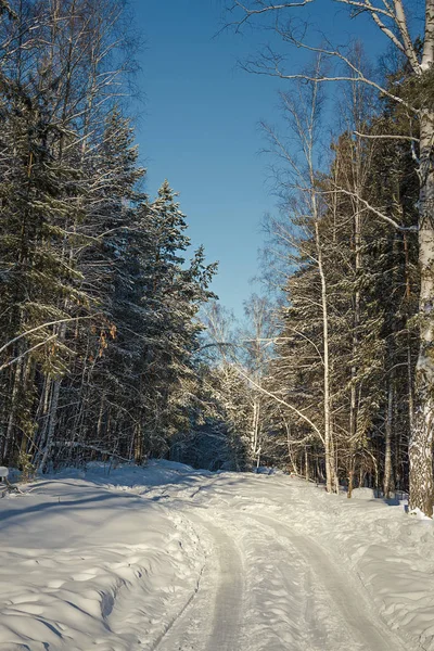 Hermoso Paisaje Invierno Bosque Pinos —  Fotos de Stock