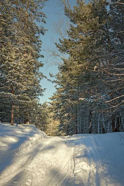 Prachtige Winterlandschap Een Dennenbos — Stockfoto