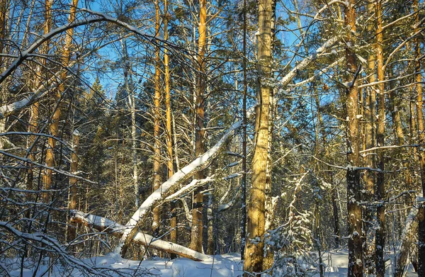 Vackert Vinterlandskap Tallskog — Stockfoto