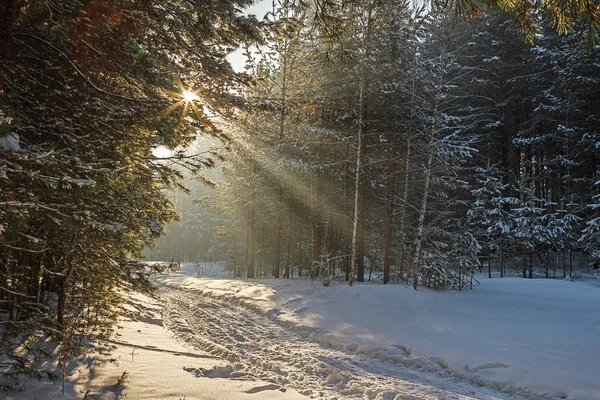 Φωτεινό Χειμερινό Τοπίο Στο Δάσος Ενάντια Στον Ήλιο Πρωί — Φωτογραφία Αρχείου