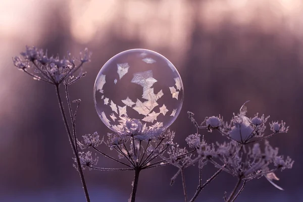 donmuş sabun köpüğü bitki kök yakın çekim üzerinde