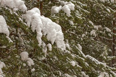 Güzel çam ağaçları ile mavi gökyüzü ve dağlar arka plan üzerinde kar pul