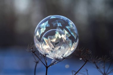 donmuş sabun köpüğü üzerinde arka plan bulanık bir bitki dal yakın çekim