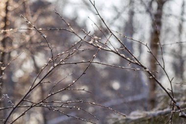 gökyüzüne yakın çekim karşı güzel ağaç dalları