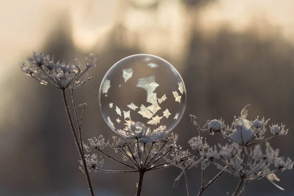 Frusen Såpbubbla Växt Stam Närbild Suddig Bakgrund — Stockfoto